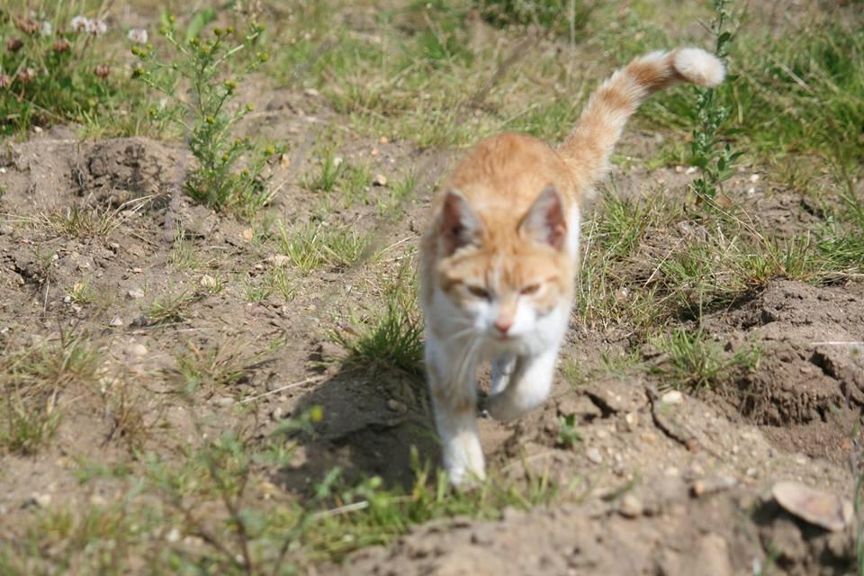 Blanding af racer Bøllemis R.I.P billede 19