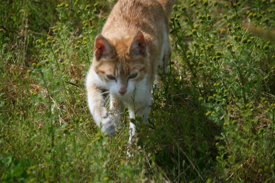 Blanding af racer Bøllemis R.I.P billede 21