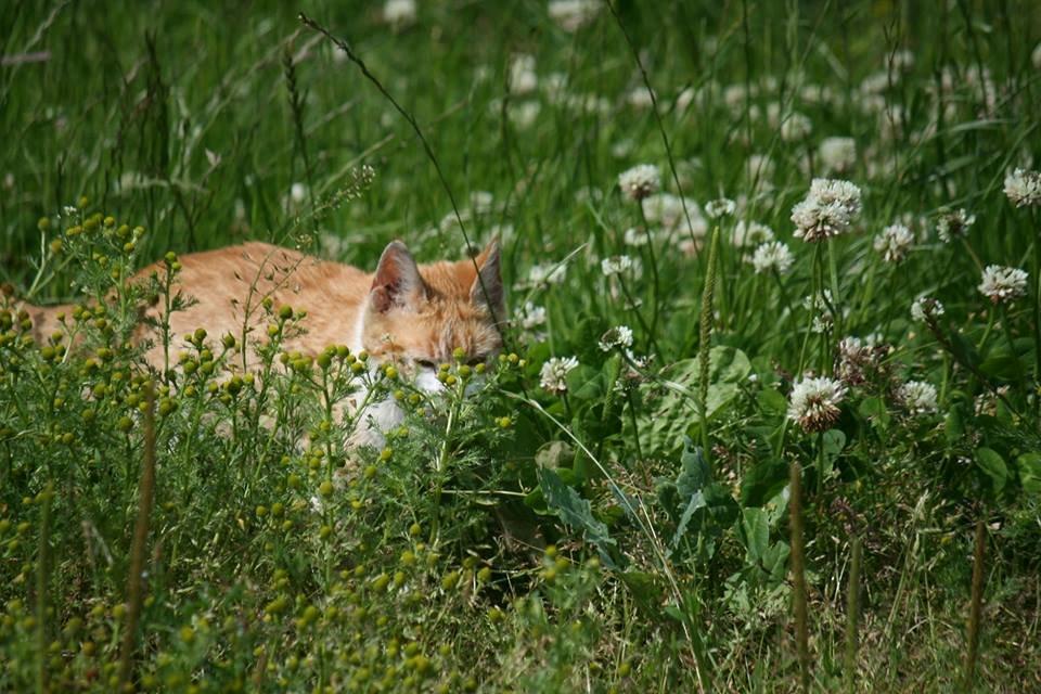 Blanding af racer Bøllemis R.I.P billede 22