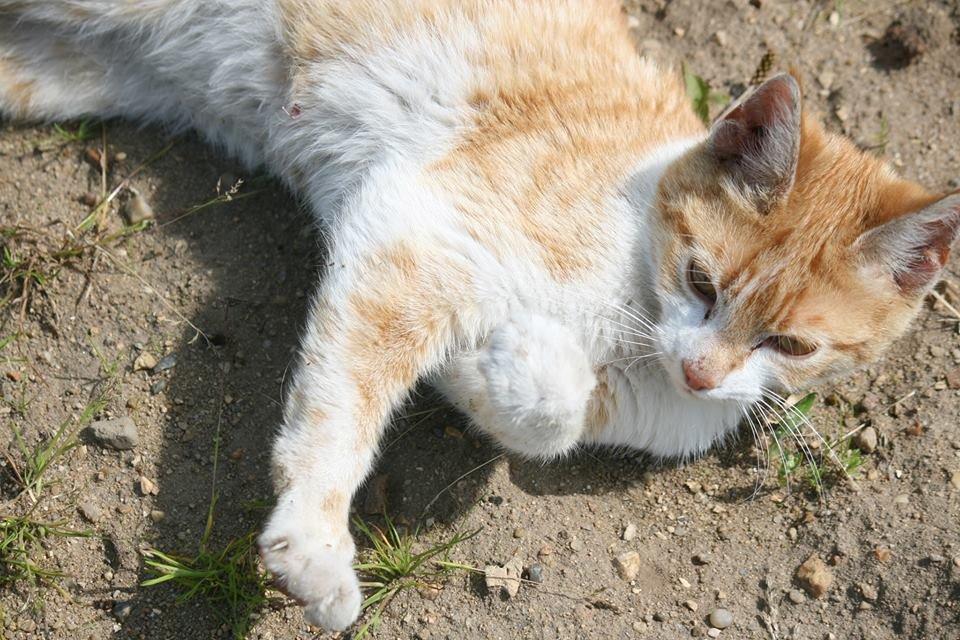 Blanding af racer Bøllemis R.I.P billede 23