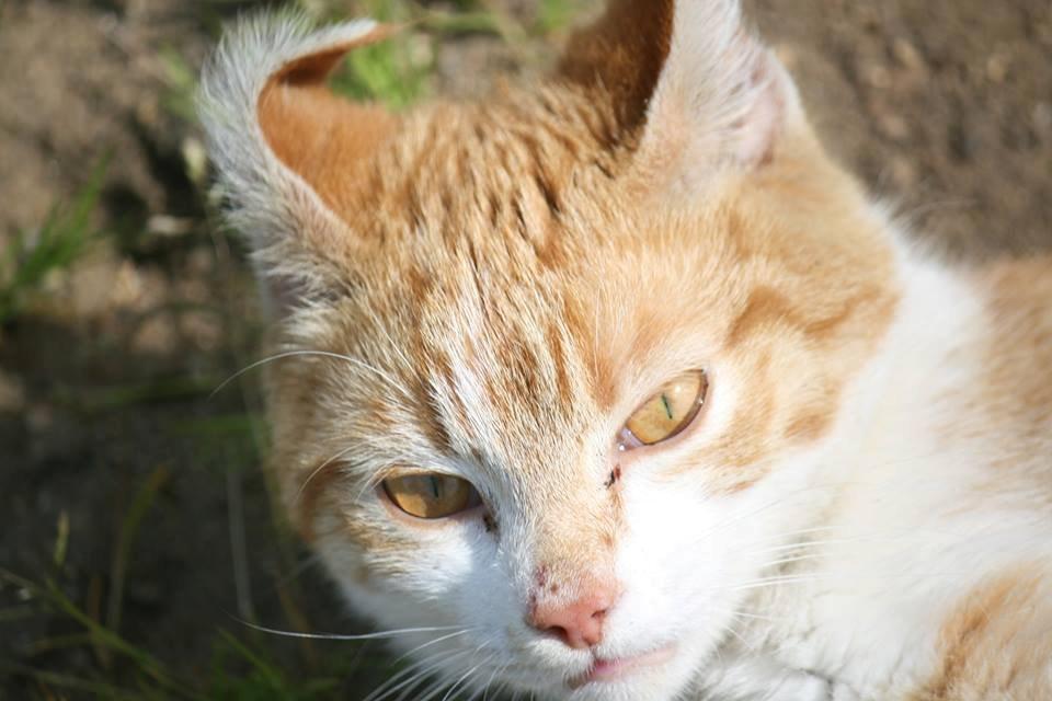 Blanding af racer Bøllemis R.I.P billede 24