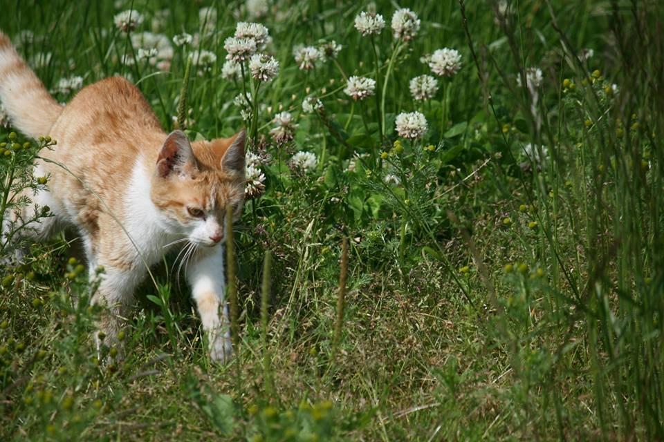 Blanding af racer Bøllemis R.I.P billede 25