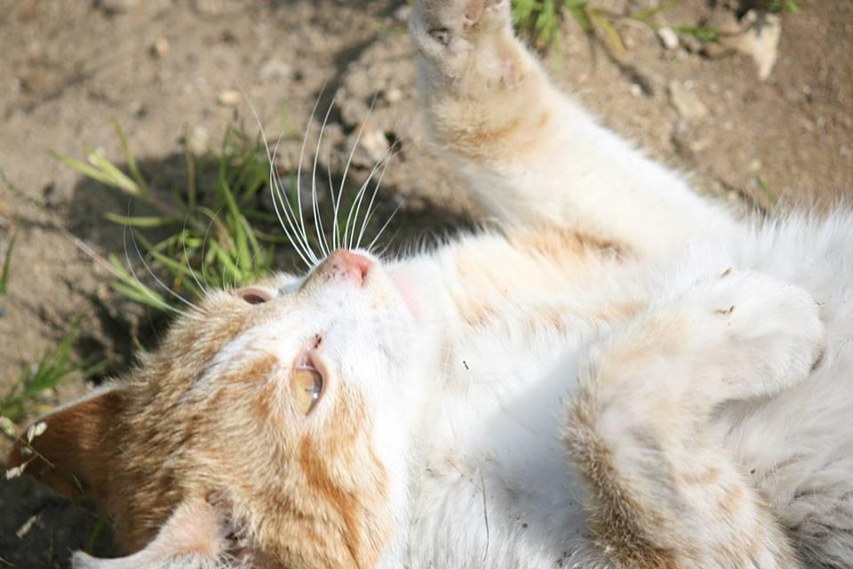 Blanding af racer Bøllemis R.I.P billede 26