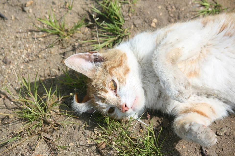 Blanding af racer Bøllemis R.I.P billede 27