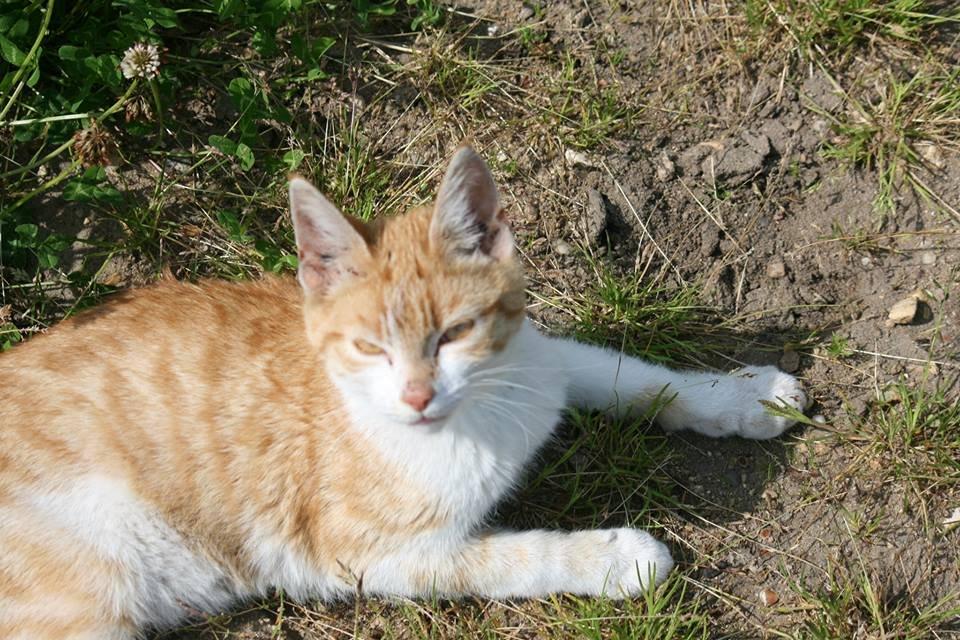 Blanding af racer Bøllemis R.I.P billede 28