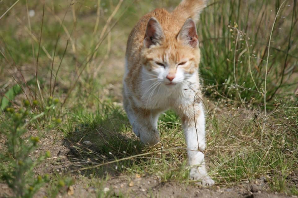 Blanding af racer Bøllemis R.I.P billede 29