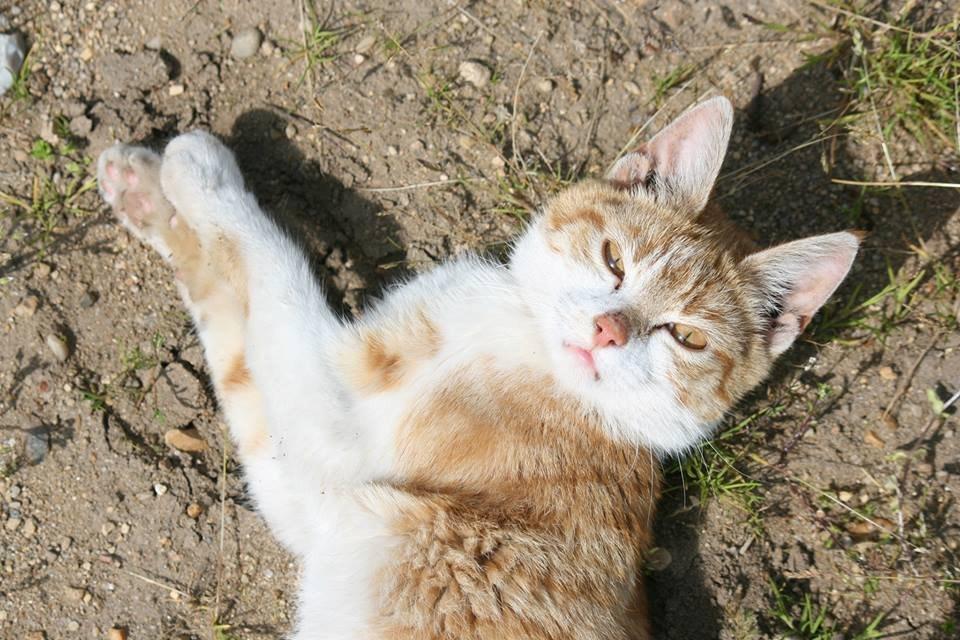 Blanding af racer Bøllemis R.I.P billede 30