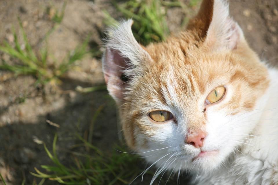 Blanding af racer Bøllemis R.I.P billede 31