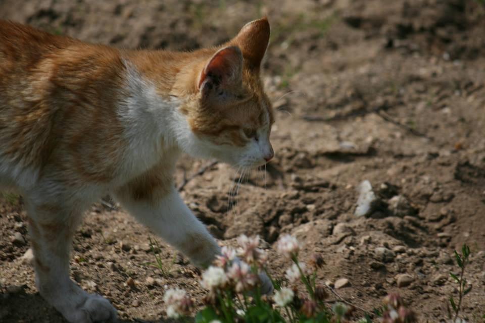 Blanding af racer Bøllemis R.I.P billede 32