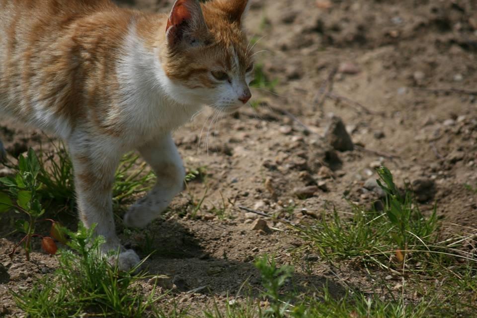 Blanding af racer Bøllemis R.I.P billede 33