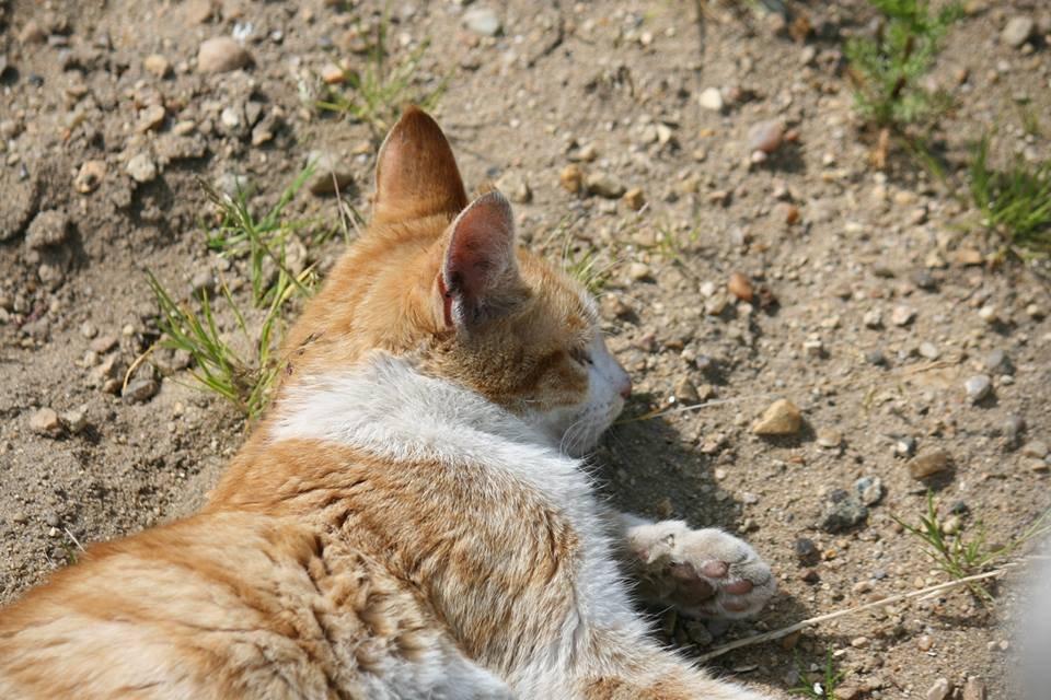 Blanding af racer Bøllemis R.I.P billede 34