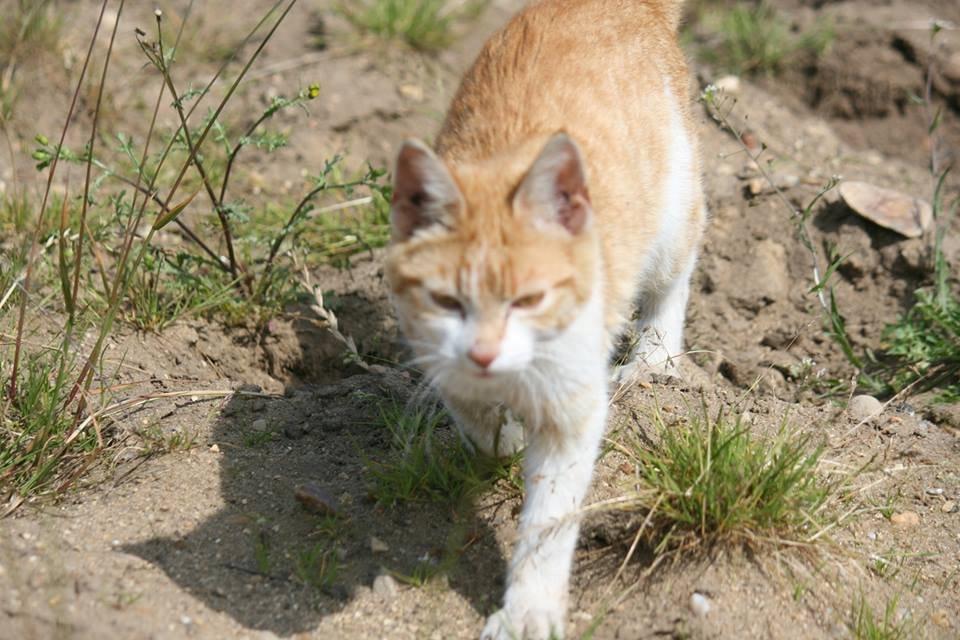 Blanding af racer Bøllemis R.I.P billede 35