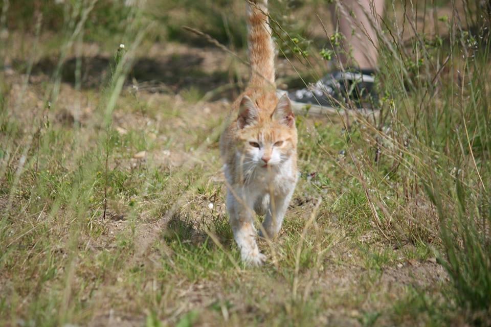 Blanding af racer Bøllemis R.I.P billede 36