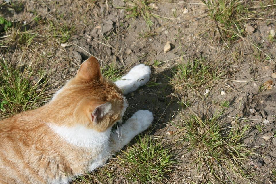 Blanding af racer Bøllemis R.I.P billede 37