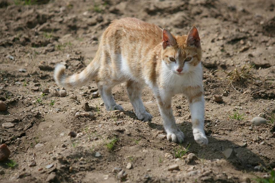 Blanding af racer Bøllemis R.I.P billede 38