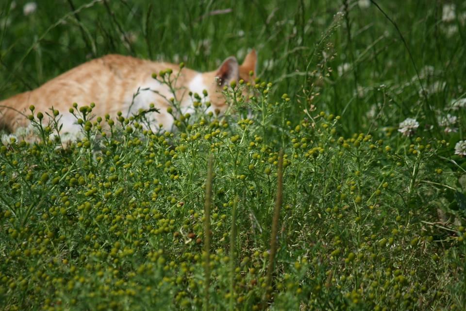 Blanding af racer Bøllemis R.I.P billede 39