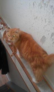 Maine Coon marcus billede 3