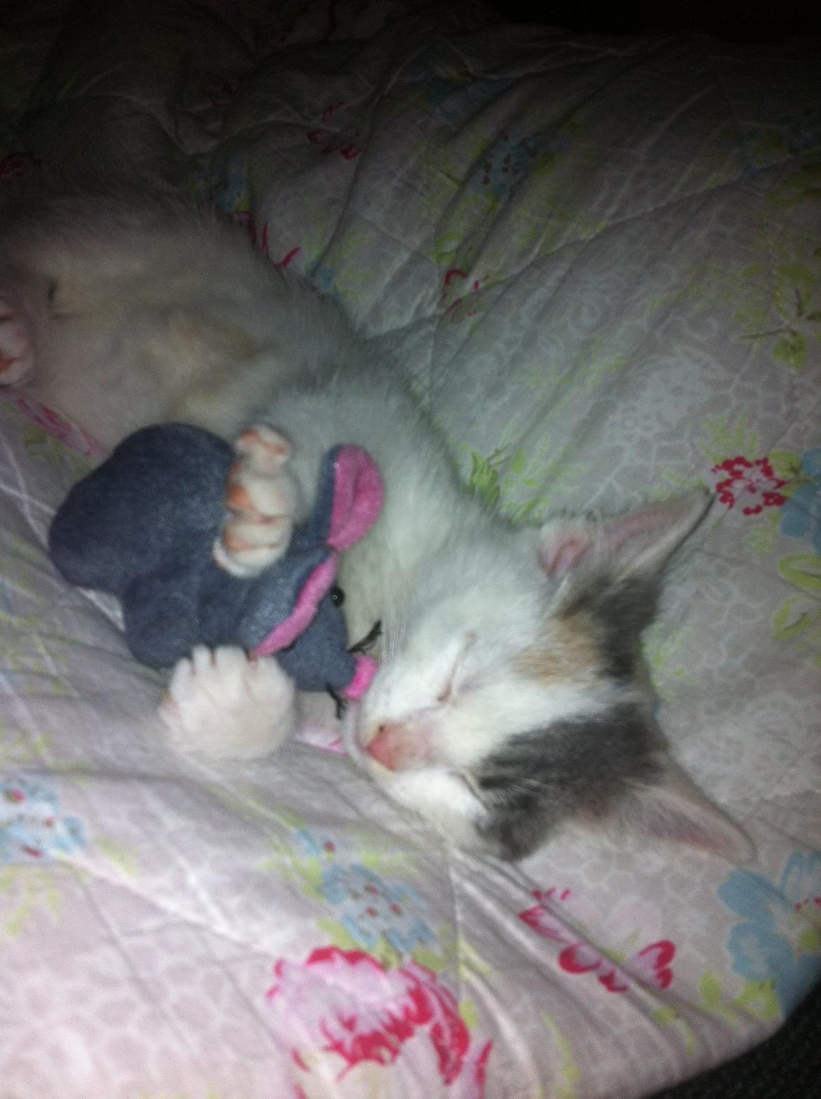 Huskat Frida billede 1