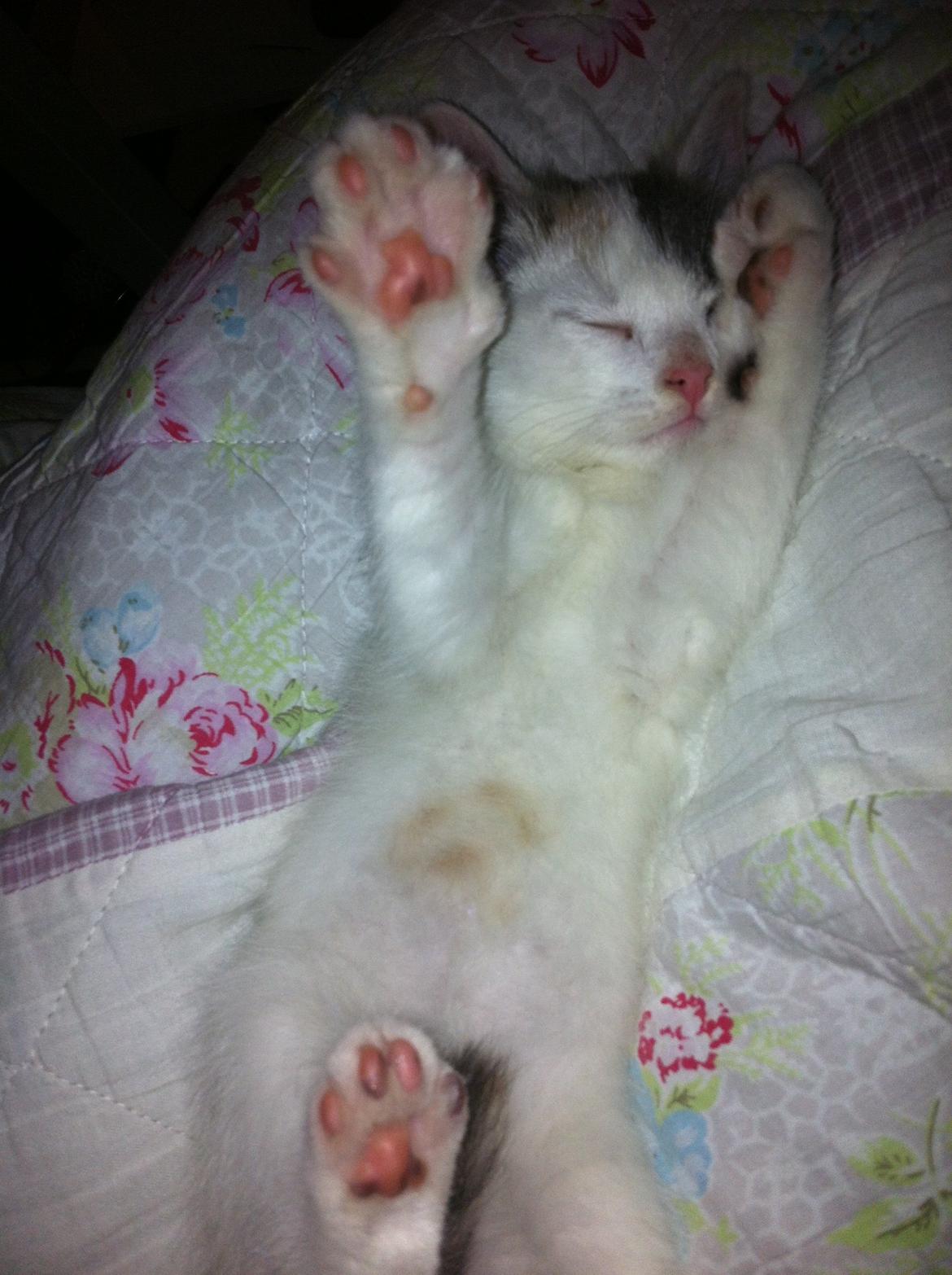 Huskat Frida billede 2