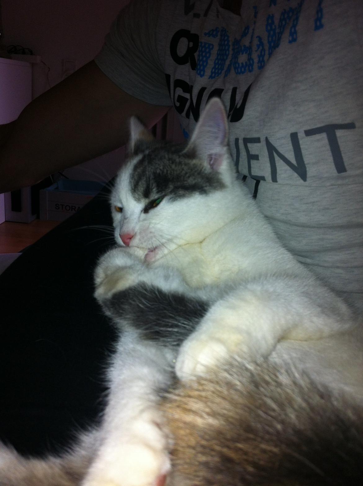 Huskat Frida billede 4