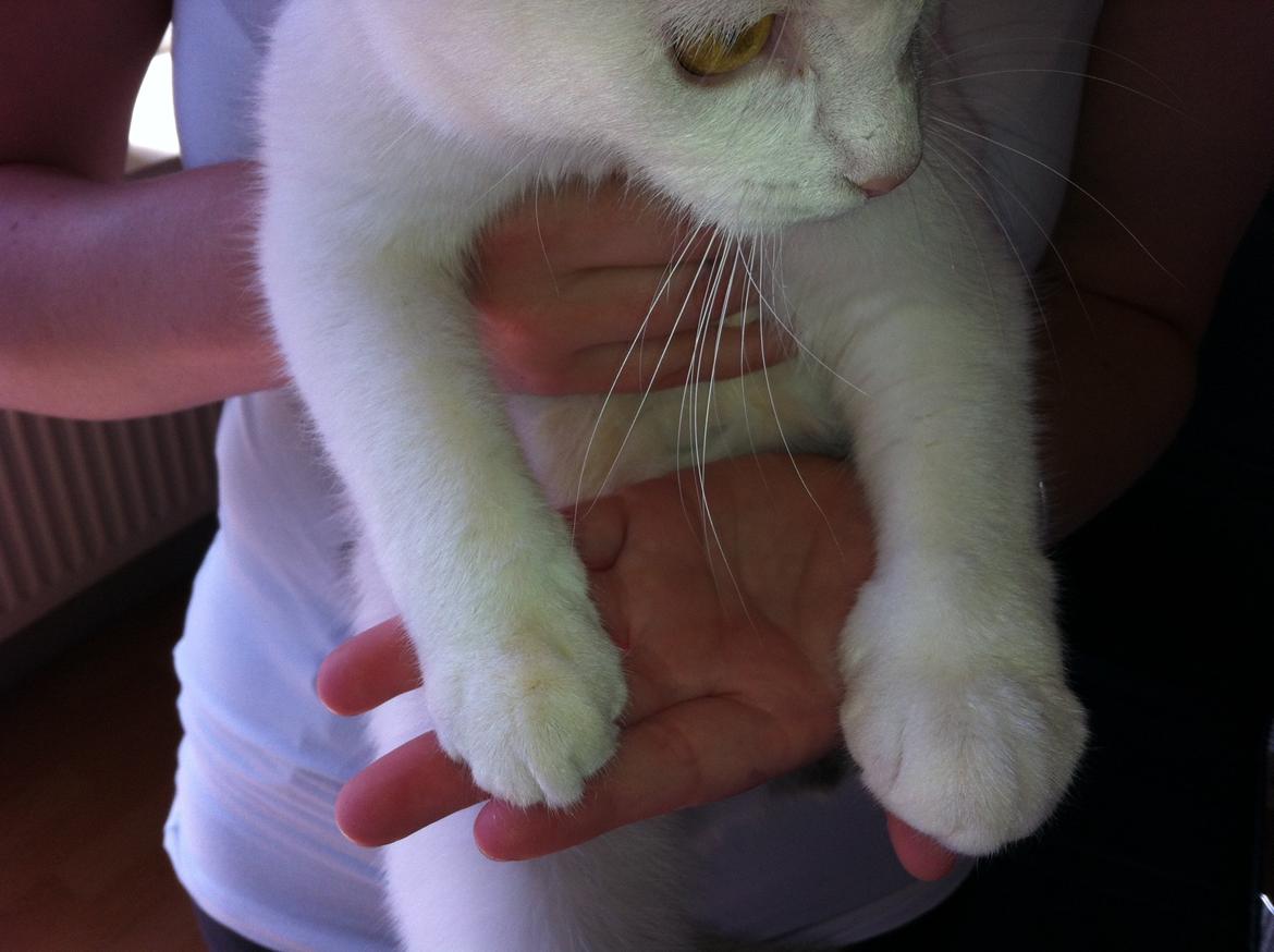 Huskat Frida billede 5