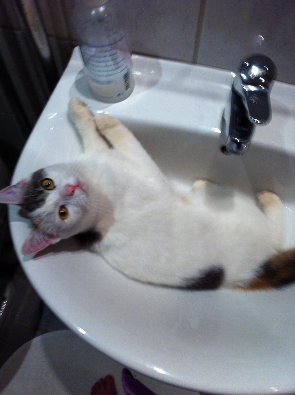 Huskat Frida billede 6