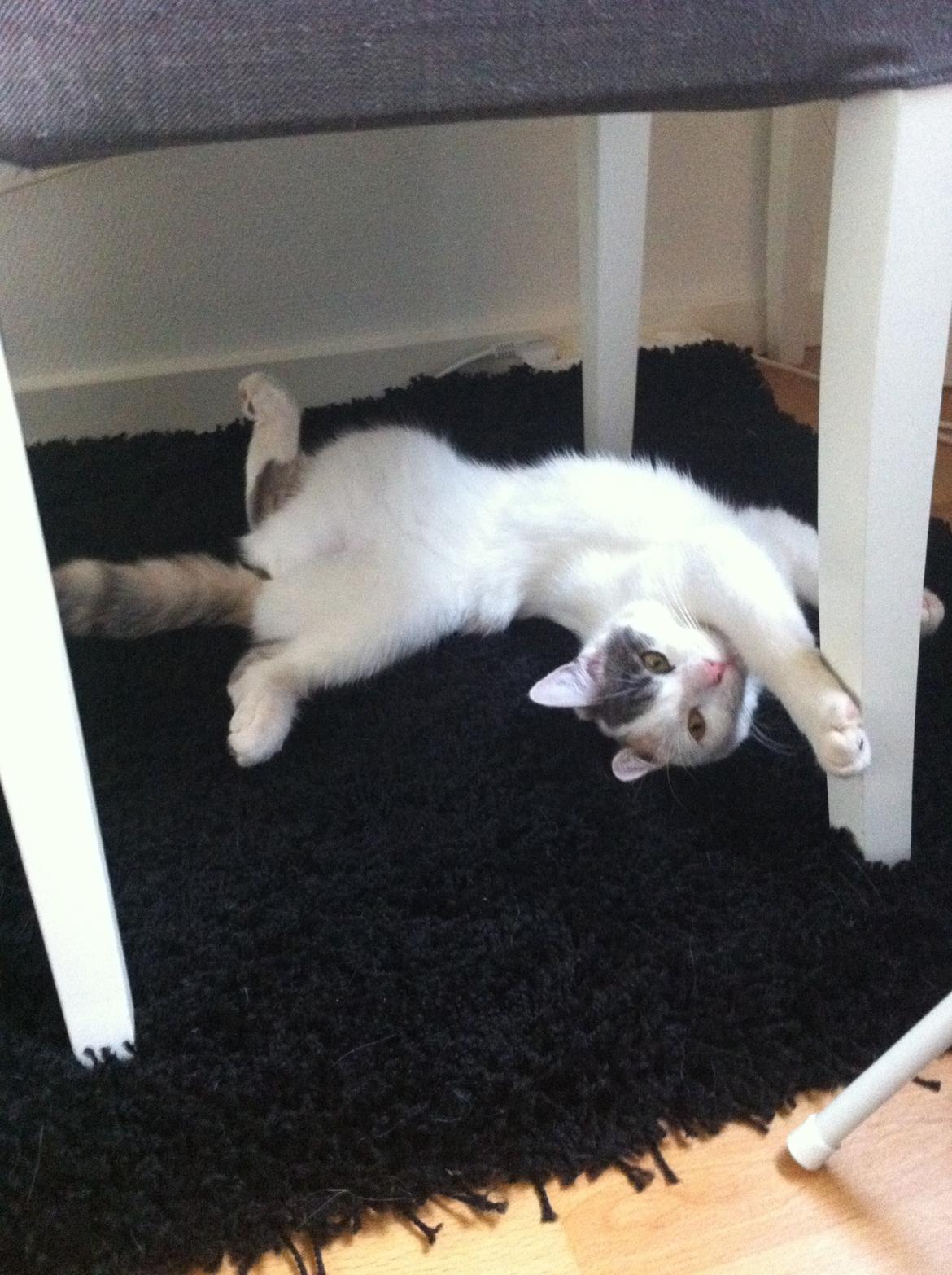 Huskat Frida billede 7