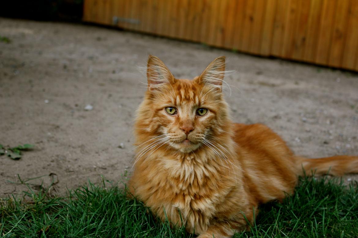 Maine Coon Baloue billede 12