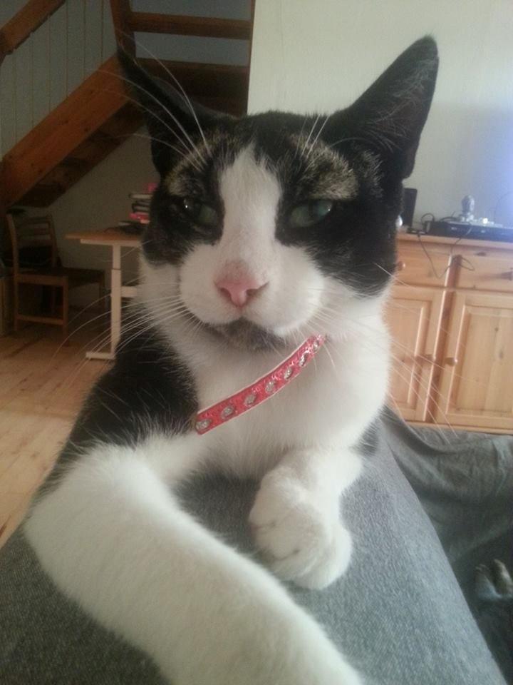 Huskat Morgan billede 1