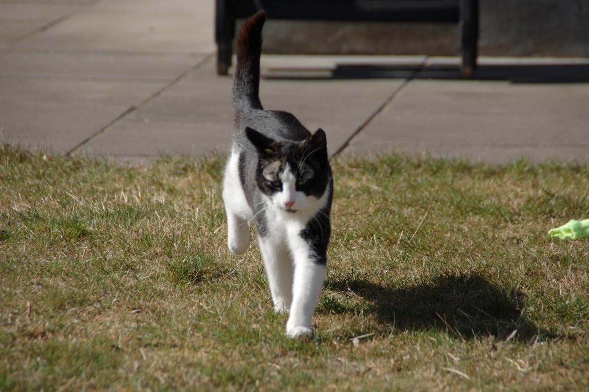 Huskat Morgan billede 2