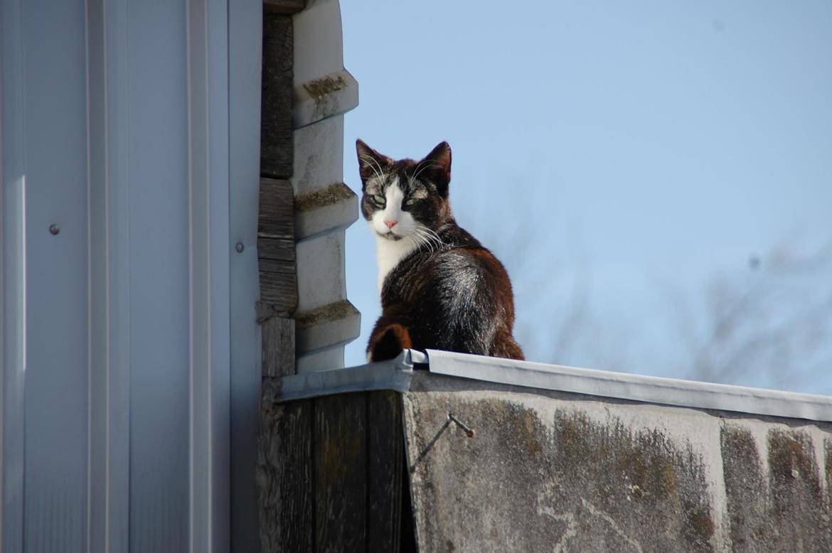 Huskat Morgan billede 3