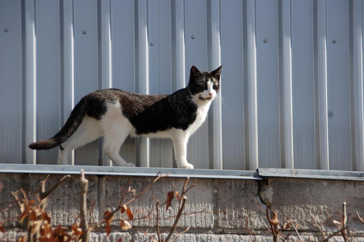 Huskat Morgan billede 4