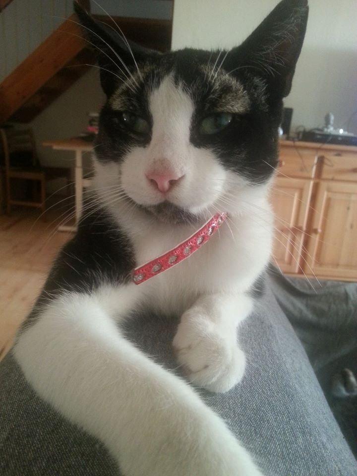 Huskat Morgan billede 5