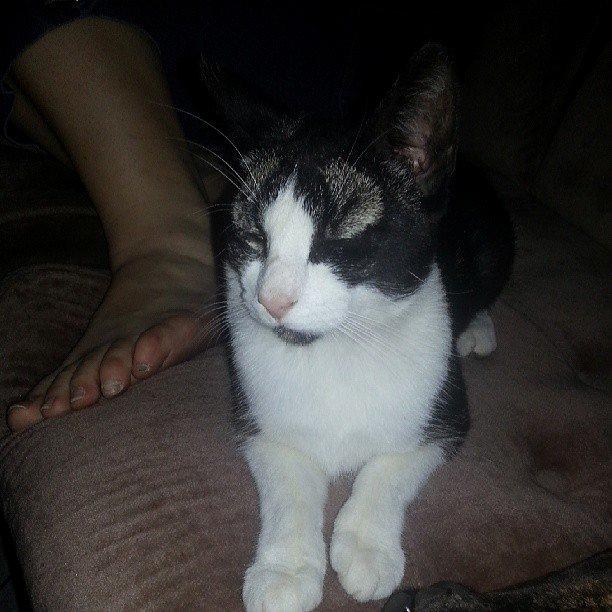 Huskat Morgan billede 6