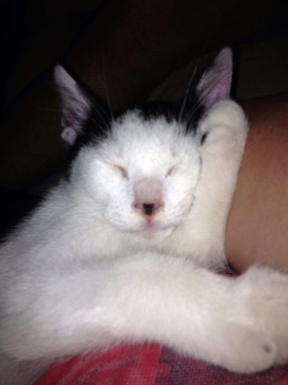 Huskat Ejner  billede 1