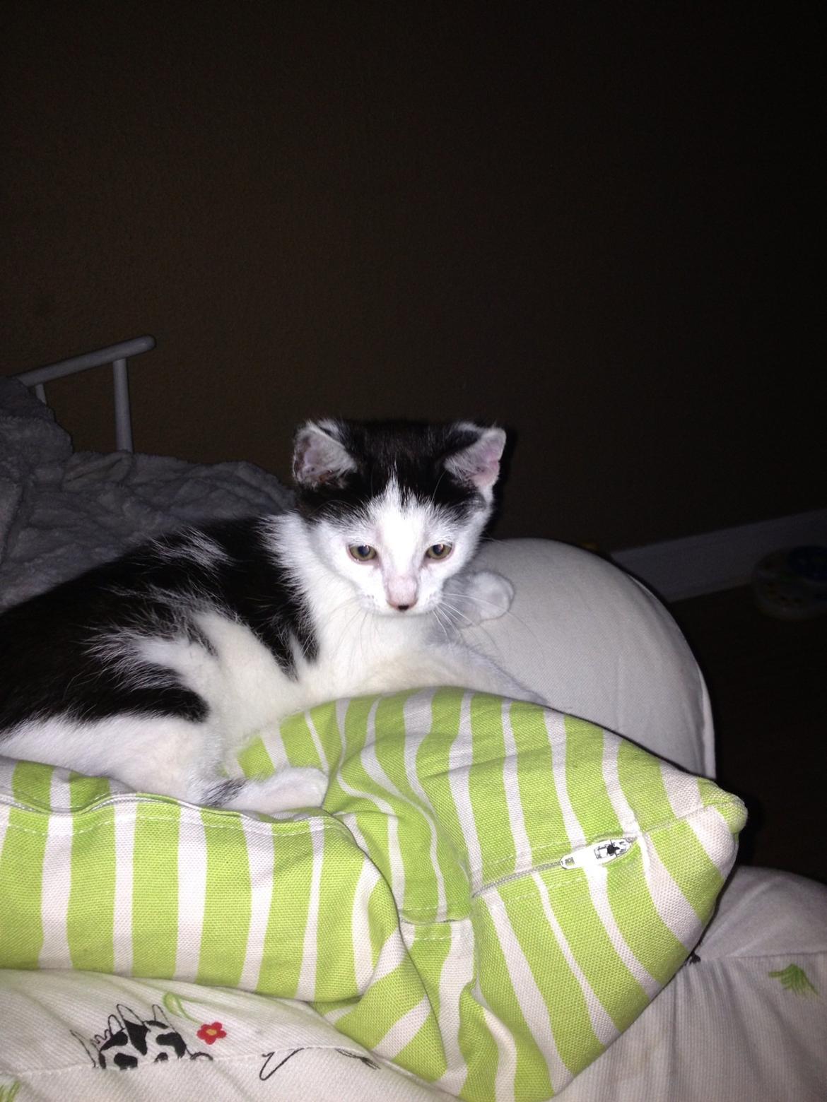 Huskat Ejner  billede 3