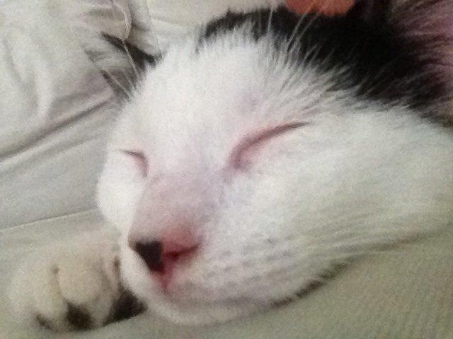 Huskat Ejner  billede 5