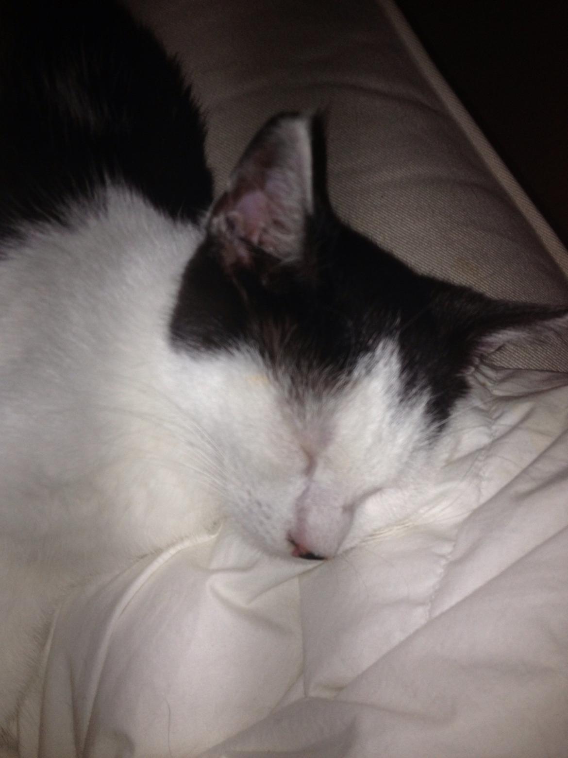 Huskat Ejner  billede 6