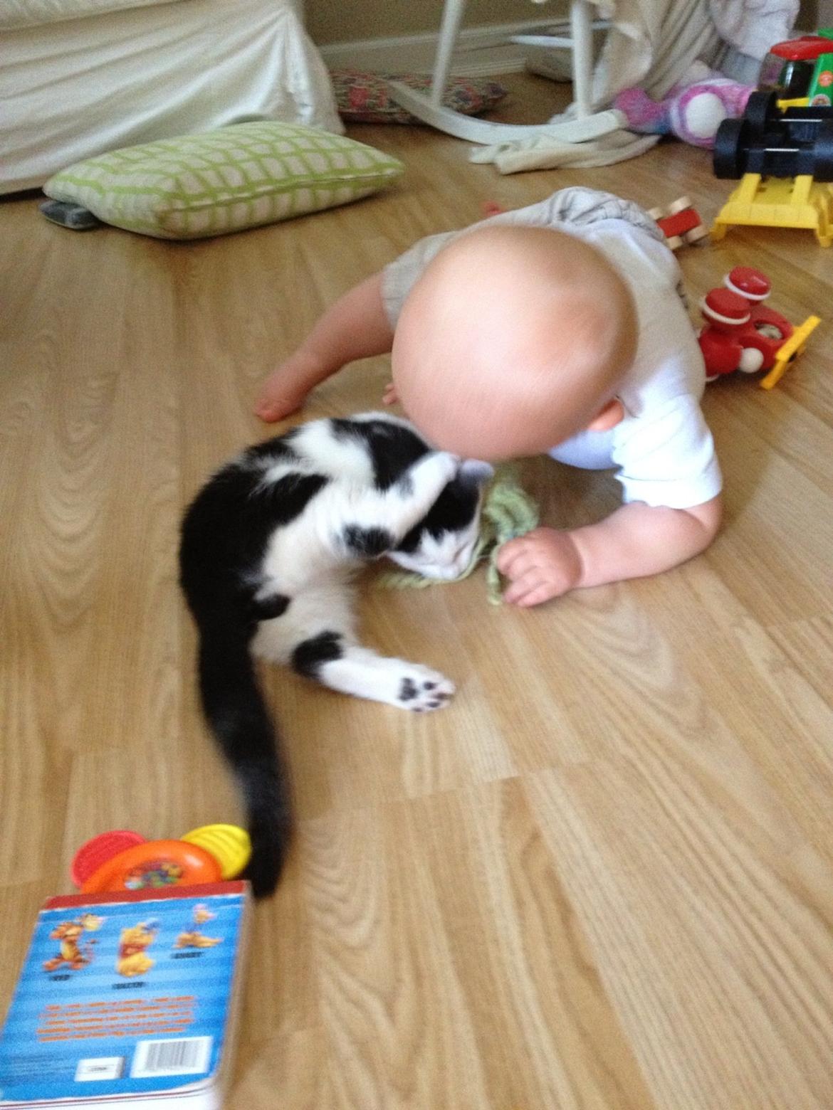 Huskat Ejner  billede 7