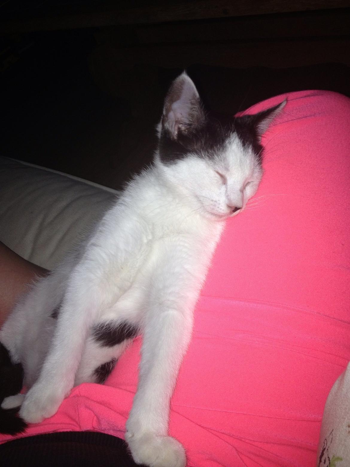 Huskat Ejner  billede 9