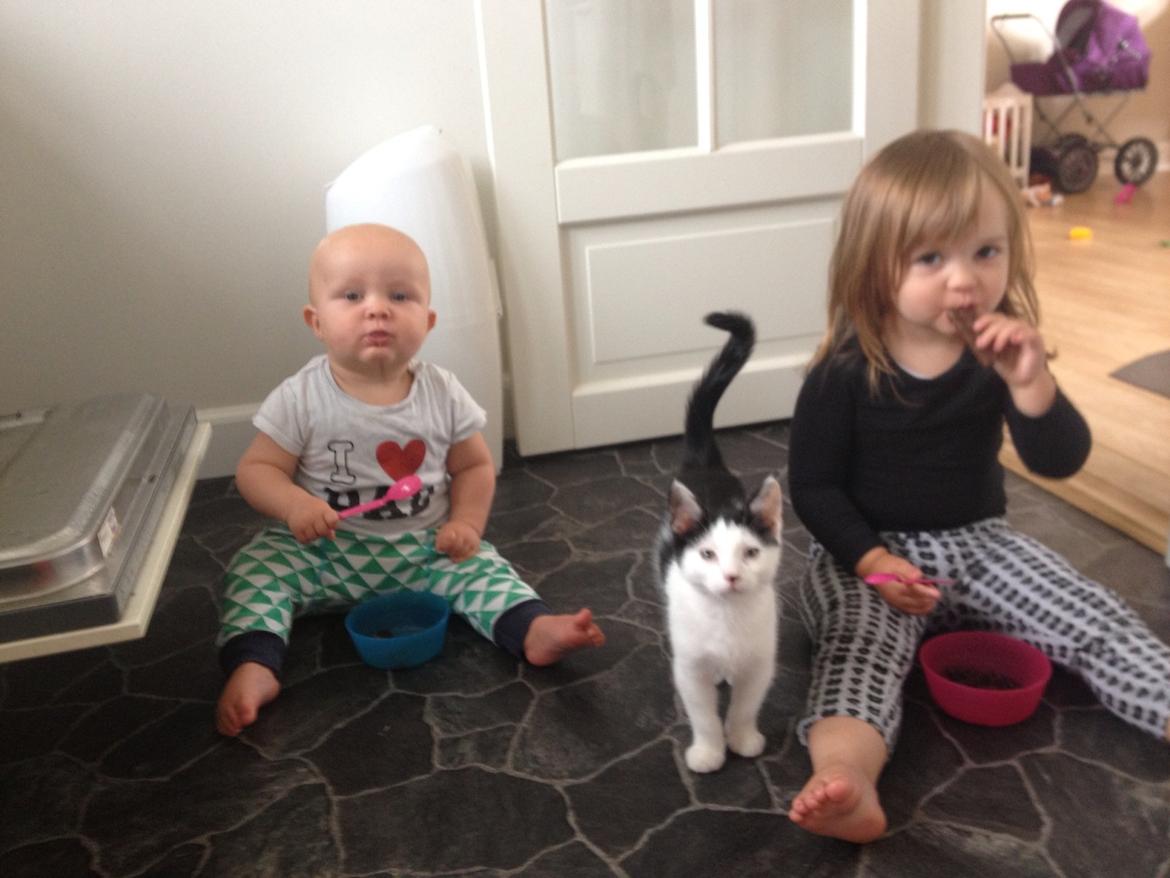 Huskat Ejner  billede 10