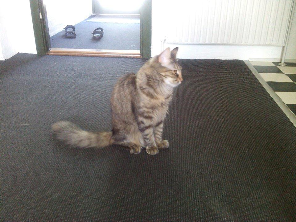 Blanding af racer Olivia billede 13