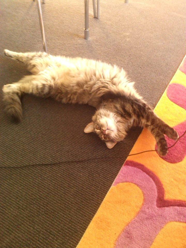 Blanding af racer Olivia billede 2