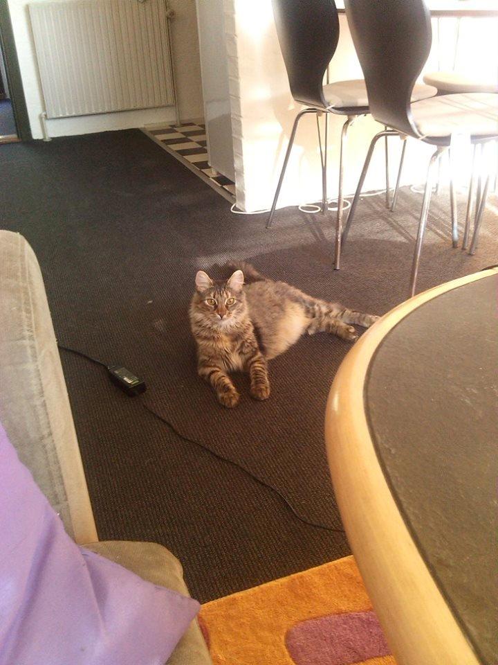 Blanding af racer Olivia billede 14