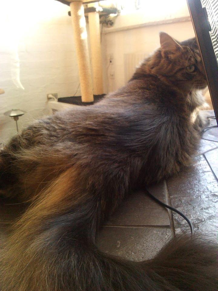 Blanding af racer Felix RIP billede 15