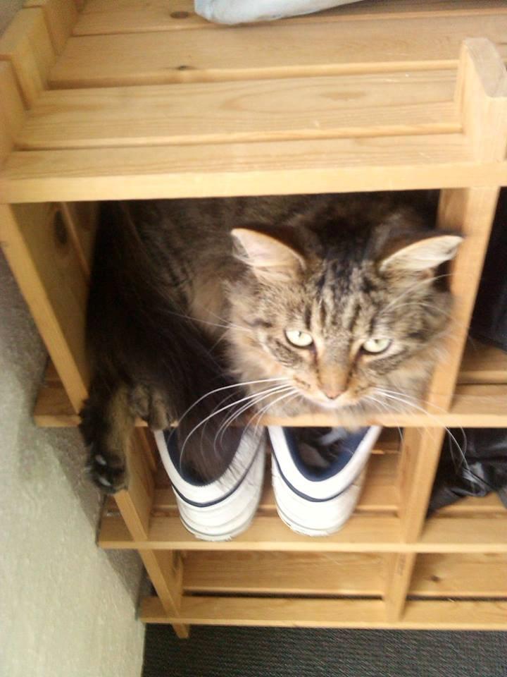 Blanding af racer Felix RIP billede 2