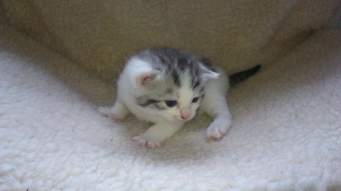 Huskat Jytte billede 1