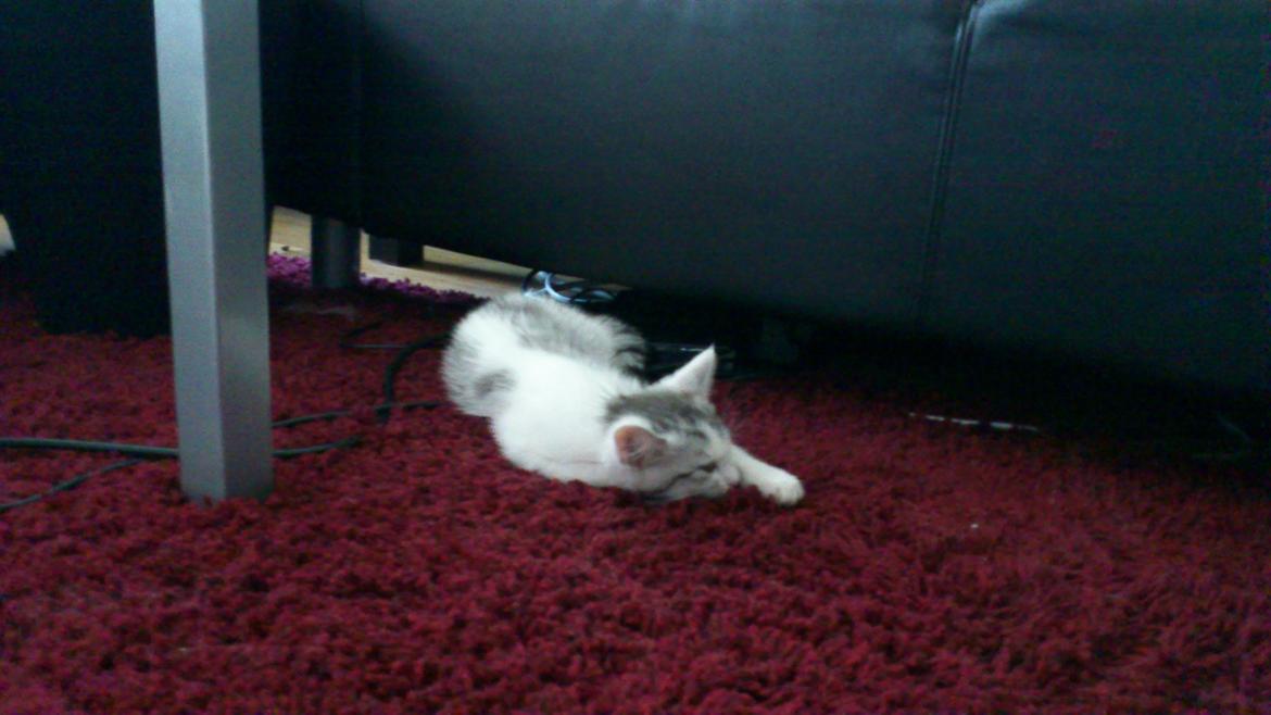 Huskat Jytte billede 3