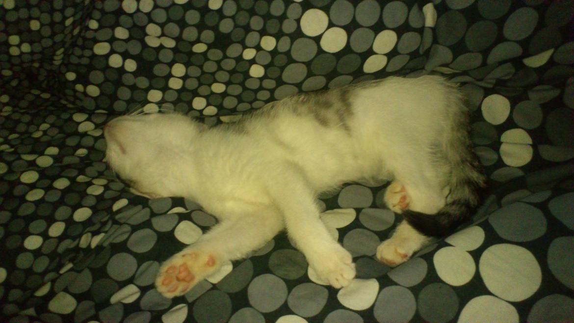 Huskat Jytte billede 4