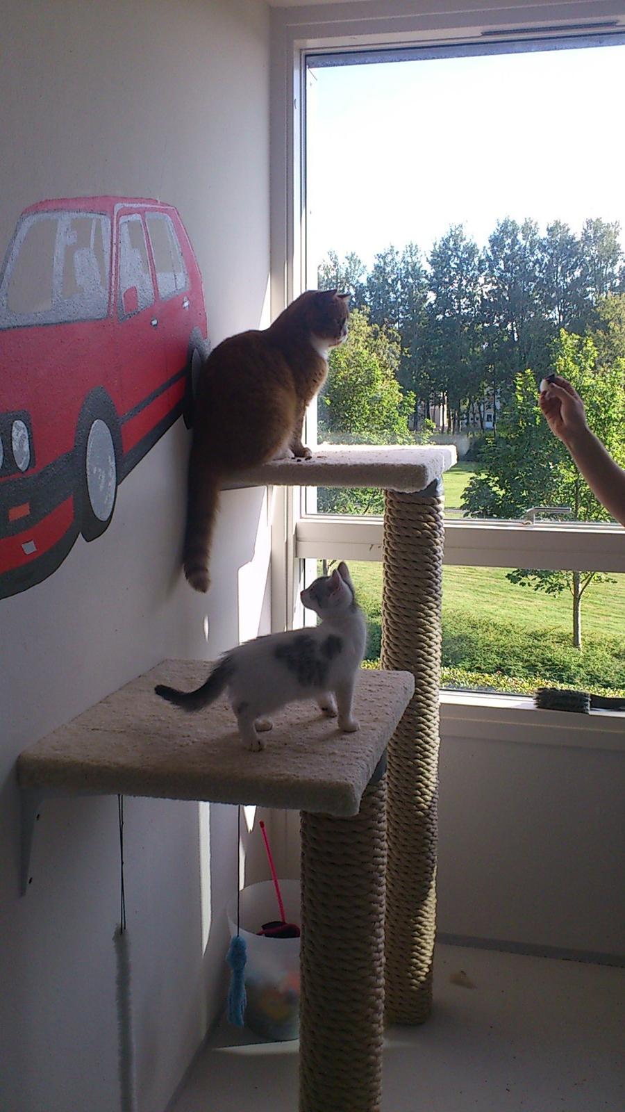 Huskat Jytte billede 5